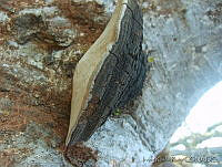 IRR1014 Phoma sp..jpg