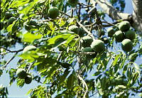 1930 Casimiroa sapota.jpg