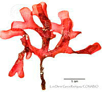 LDGR061 Rhodymenia hancockii.jpg