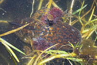 RACA 0018 Ambystoma andersoni.JPG