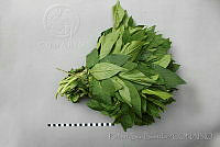 RBB0406 Phytolacca icosandra.jpg