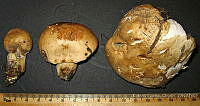 RGO0425 Suillus bovinus.JPG
