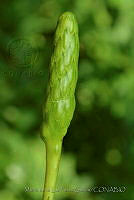 MDLLPG0072 Hura polyandra.jpg