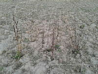 RG001 0453 otro.jpg