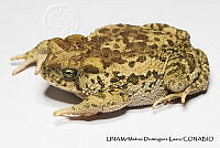 PJ016 0245 Incilius occidentalis.JPG