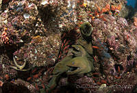 OAO0313 Gymnothorax castaneus.jpg