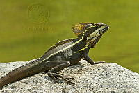 CNS1343 Basiliscus vittatus.jpg
