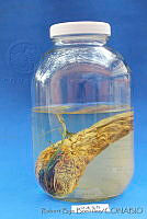 RBB0174 Sechium edule.tif