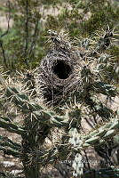 3R 00810 Corynopuntia.jpg