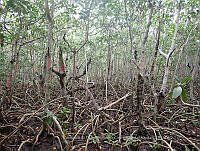 UM001 0052 Rhizophora mangle.jpg