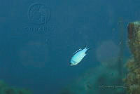 IDG1711 Chromis cyanea.jpg