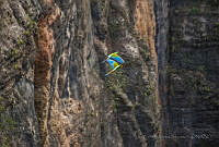 LEGS01 Ara militaris.jpg