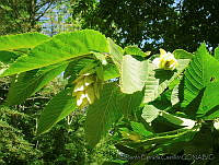 EEC0285 Ostrya virginiana.jpg