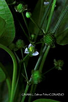 JF078 0642 Sagittaria lancifolia.jpg
