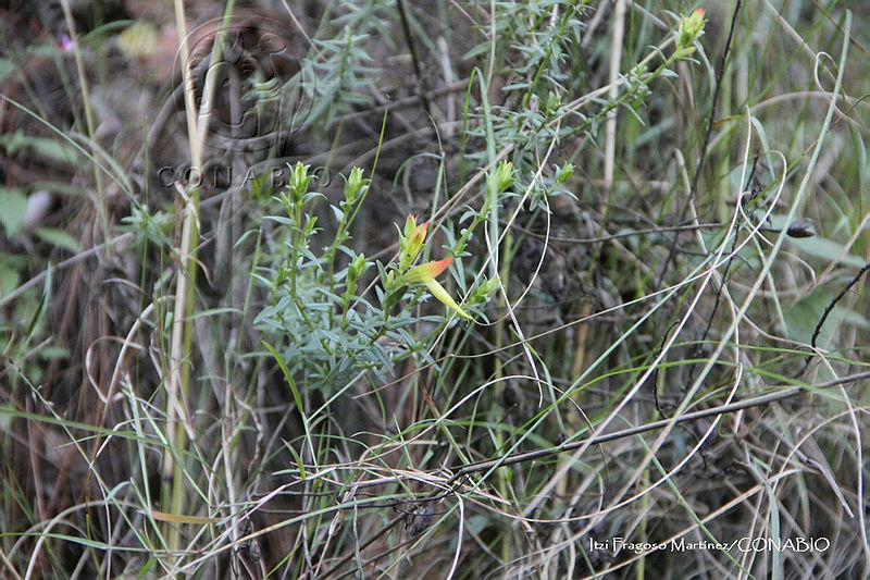 Proy%20JF091%200099%20Castilleja%20auriculata.JPG.nyfB br1MY2dkxdjQA3g0JtbmFja29CbnFuZ3NAbXJ6LGtwZwA.RIwzs7VOKE