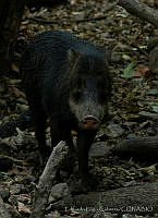 ELC0113 Tayassu pecari.jpg