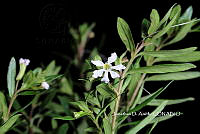 ME010 JA 00835 Cuphea hyssopifolia 2047.JPG