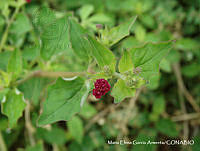 MEGA 0644 Boerhavia coccinea.JPG