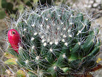 OTV4412 Mammillaria zephyranthoides.jpg