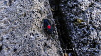 LCF0316 Stenomacra marginella.jpg