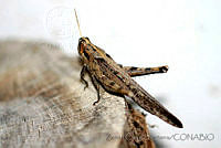 ZCS0039 Schistocerca nitens.jpg