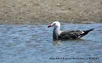 AAKVDH 0037 Larus heermanni.JPG