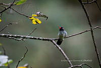 IDG1782 Basilinna leucotis.jpg