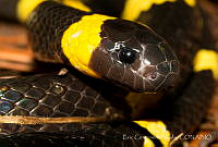 ECA0331 Tropidodipsas sartorii ssp. sartorii.jpg