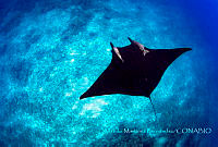 AMF001 Mobula birostris.jpg