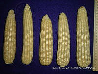 SinOPV282 Zea mays.jpg