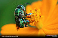 Abeja_Ricardo Torres.jpg