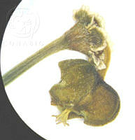SL1513 Euphorbia sphaerorhiza.jpg