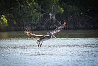 FBA0579 Pelecanus occidentalis.jpg