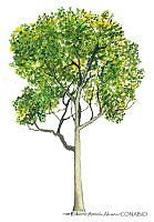 RAA0107 Platanus × acerifolia.jpg