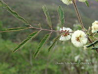 OTVBK029 0009 Acaciella angustissima.jpg