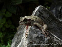 AMA0126 Smilisca baudinii.jpg