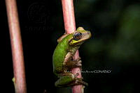 VHJA 0032 Sarcohyla cyclada.jpg
