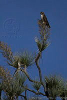 MASM00648 Buteo jamaicensis.jpg