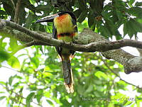 MCS122 Pteroglossus torquatus.JPG