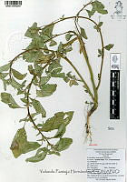 YPH0156 Amaranthus hybridus.jpg