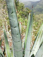 RG016 0935 Agave palmeri.jpg
