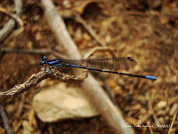 OTVHK040-653 Argia sp..jpg
