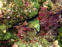 JCCC0086 Muraena lentiginosa.jpg