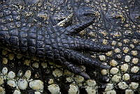 IMDOC0494 Crocodylus moreletii.jpg