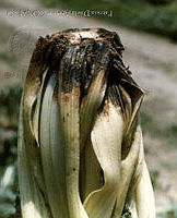 PDA0004 Beta vulgaris var. cicla.JPG