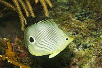 IDG1582 Chaetodon capistratus.jpg