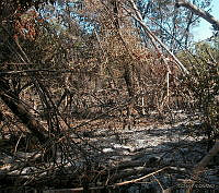 CONANP GR006 0021 Sabancuy Carmen, Campeche.jpg