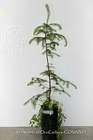 IMDOC 4809 Abies religiosa.jpg