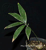 PJB ME014 232 Zamia paucijuga.JPG
