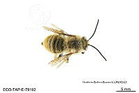 ME006 Abejas 0138 Bombus pensylvanicus (DeGeer, 1773).jpg